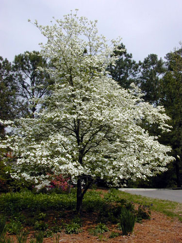 Cornus_florida_overall.jpg