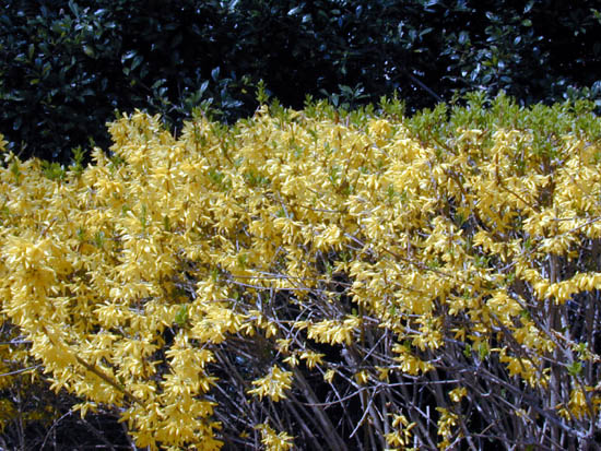 Forsythia viridissima