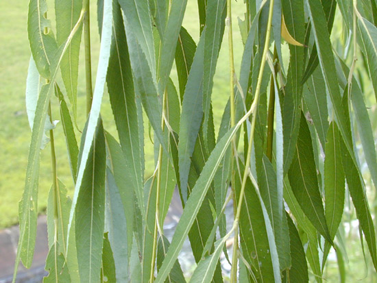 Salix babylonica